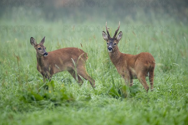 Strong roebuck