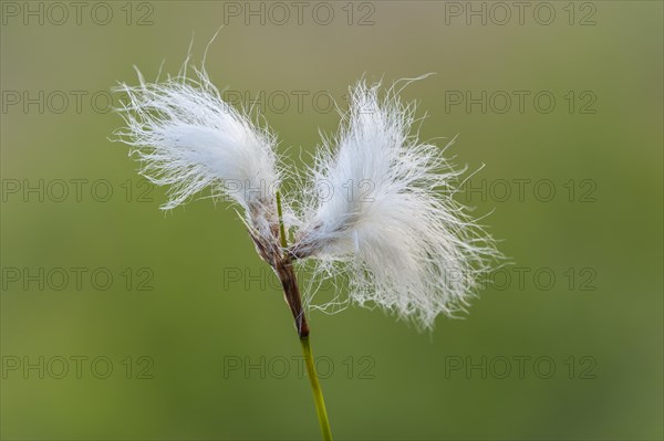 Hare's-tail cottongrass