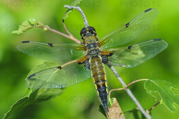 Four-spotted chaser