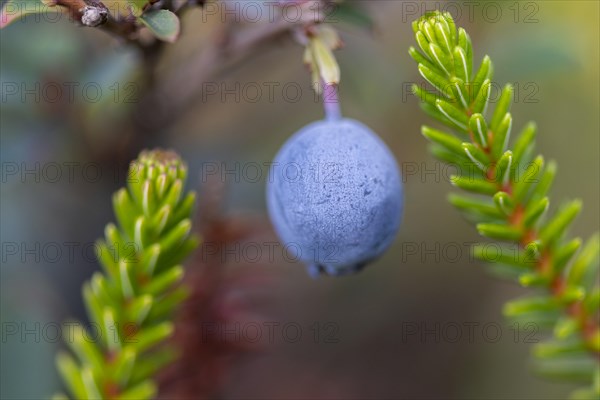 Bog bilberry