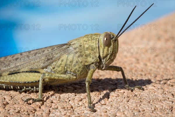 Blue-winged grasshopper