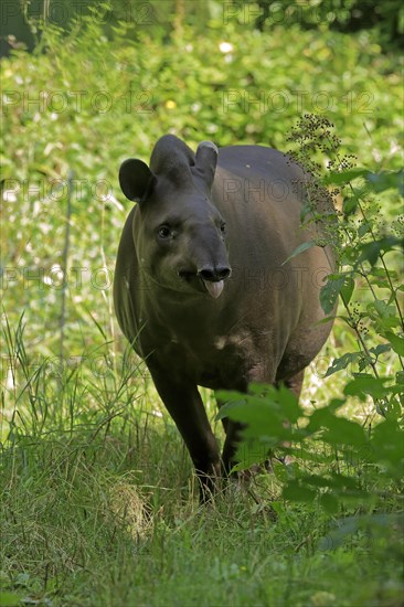 Lowland tapir