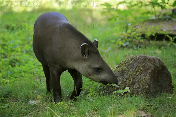 Lowland tapir