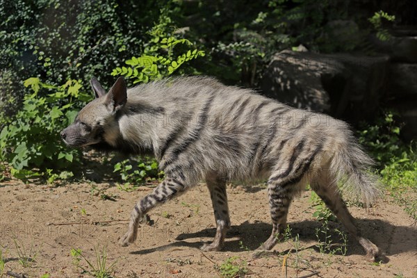 Striped hyena