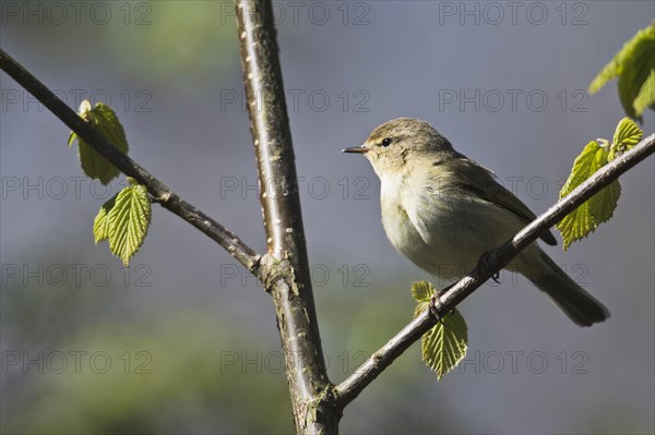 Common chiffchaff