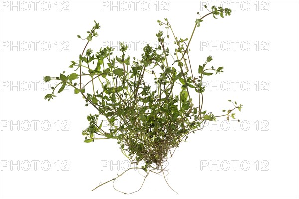 Common Common chickweed