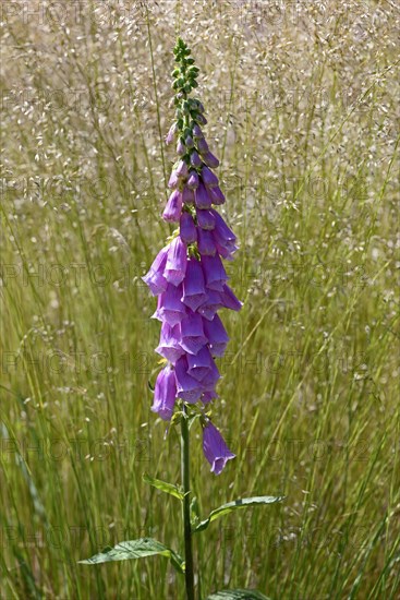 Common foxglove