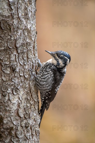 Three-toed Woodpecker