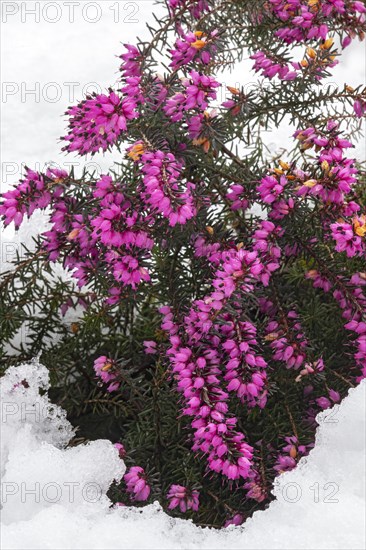 Winter heath