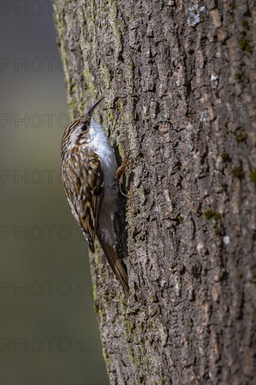 Eurasian Treecreeper