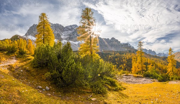 Yellow larches in autumn