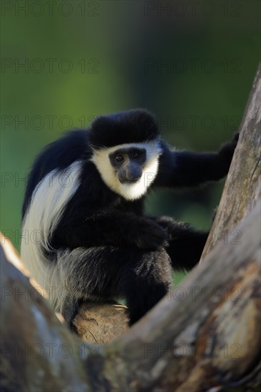 Mantled guereza