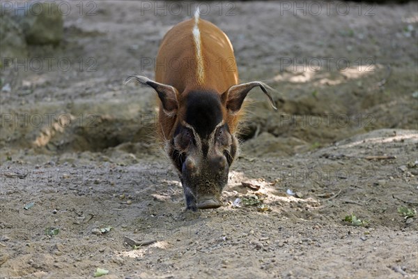 Brush-eared pig