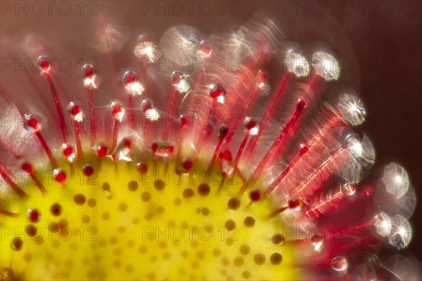 Sundew