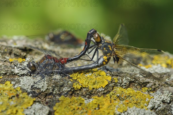 White-faced darter