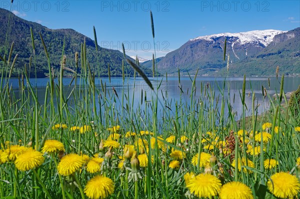 Dandelion meadow on the shore