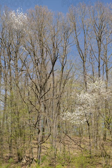 Mixed deciduous forest in early spring