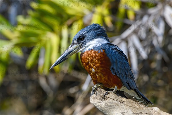 Ringed kingfisher