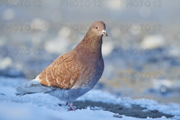 Stock Dove