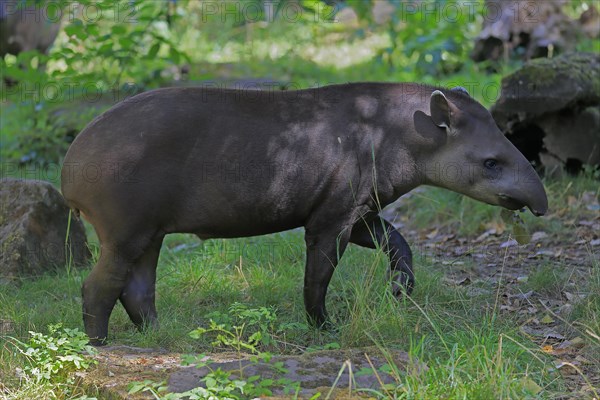 Lowland tapir