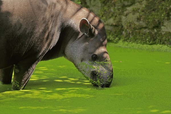 Lowland tapir