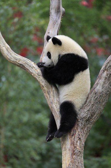 Giant Panda