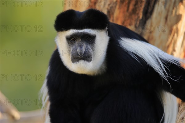 Mantled guereza