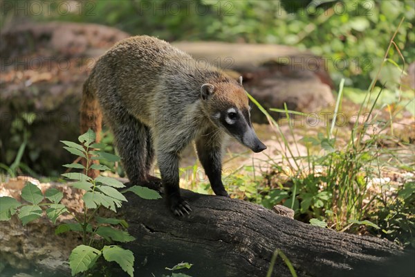 White-trunked coati