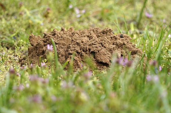 Mole mound in a meadow