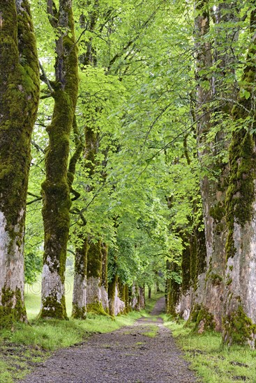 Tree avenue with heavily mossy mountain maples