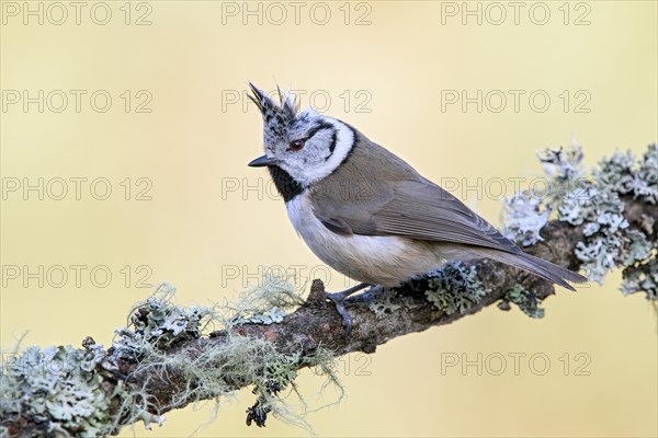 Crested tit