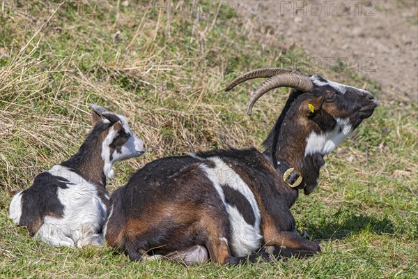 Tauernschecken domestic goat