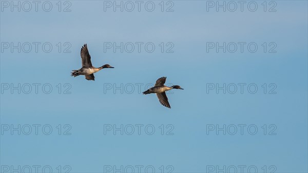 Northern Pintail