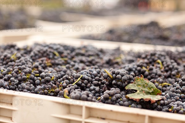 Harvested ripened wine grapes in crates