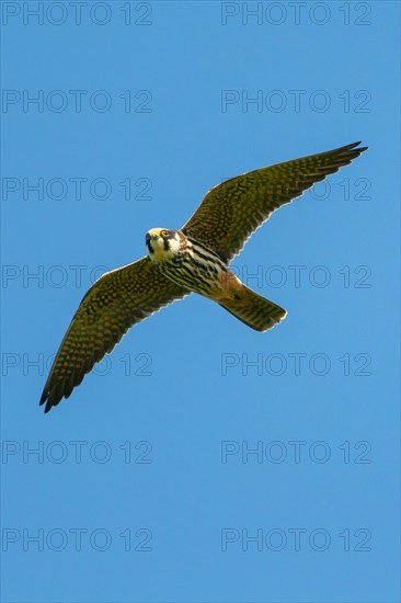 Eurasian hobby