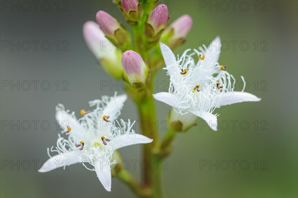 Bog bean