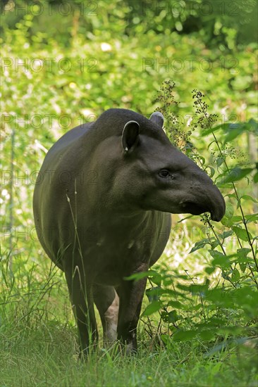 Lowland tapir