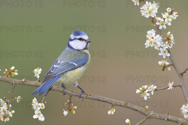 Blue tit