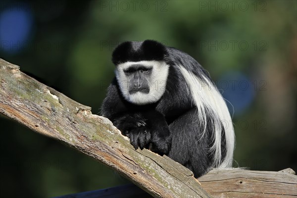 Mantled guereza