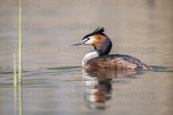 Great crested grebe