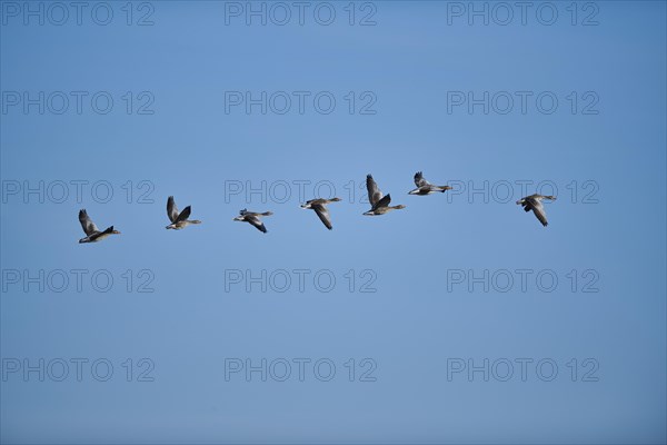 Flying Greylag goose