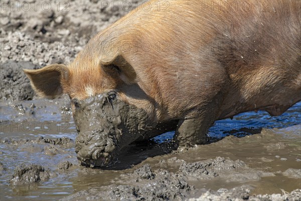 Duroc pig