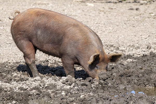 Duroc pig