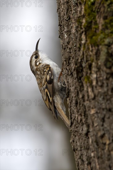 Eurasian Treecreeper