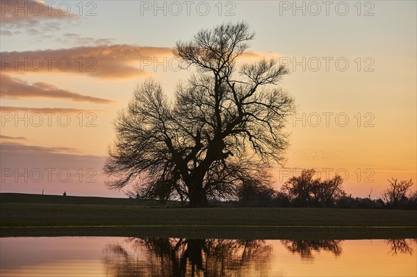 Crack willow or brittle willow