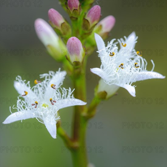 Bog bean