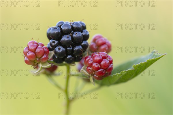 Fruit of the blackberry