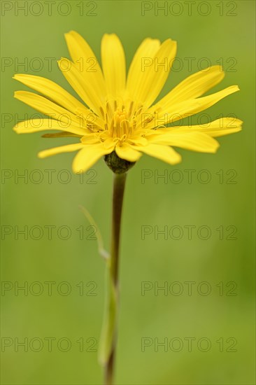 Meadow salsify