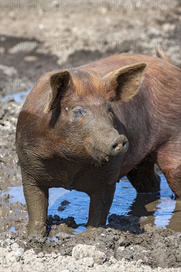 Duroc pig