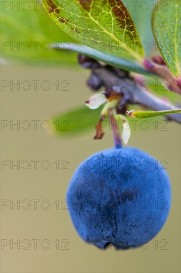 Bog bilberry